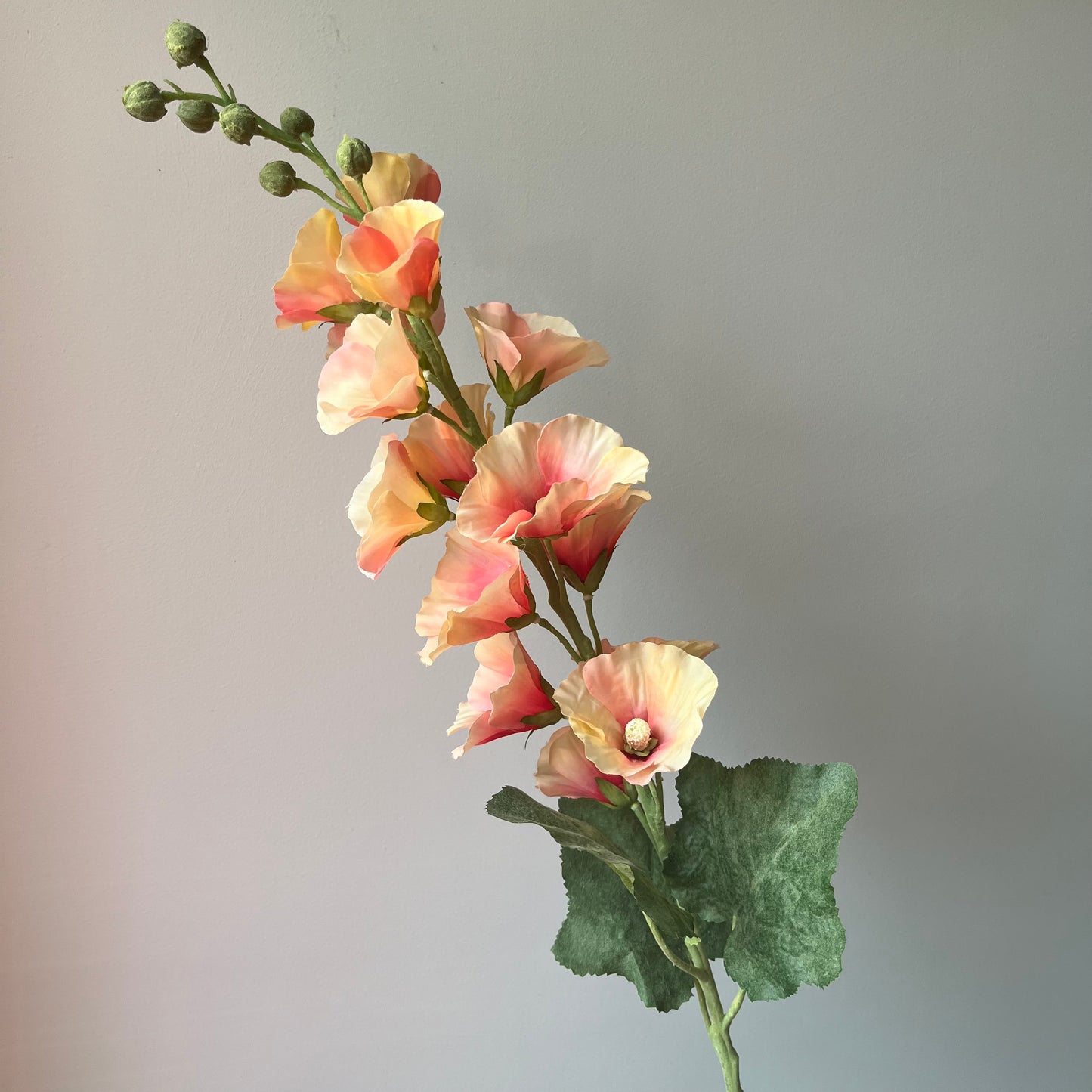 Alcea (Stokroos) - Zalm