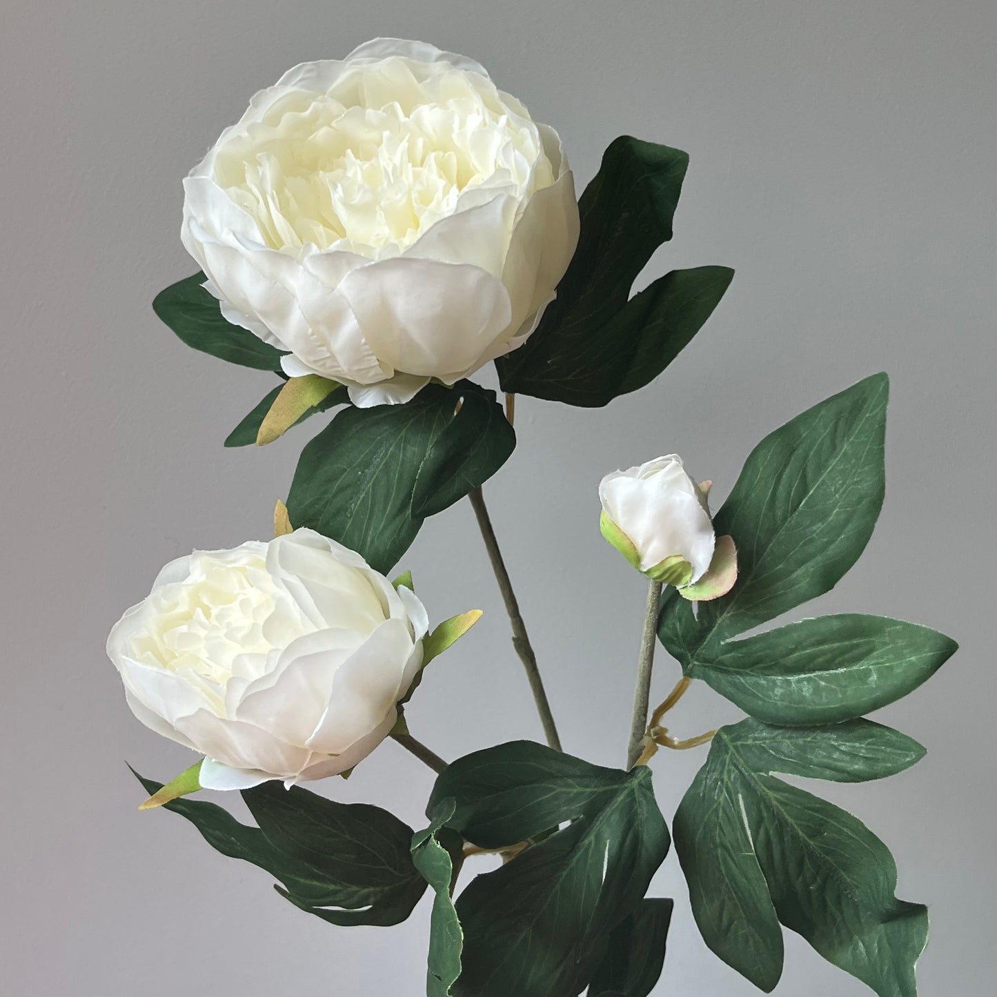 Pioenroos Chiba Spray - Wit