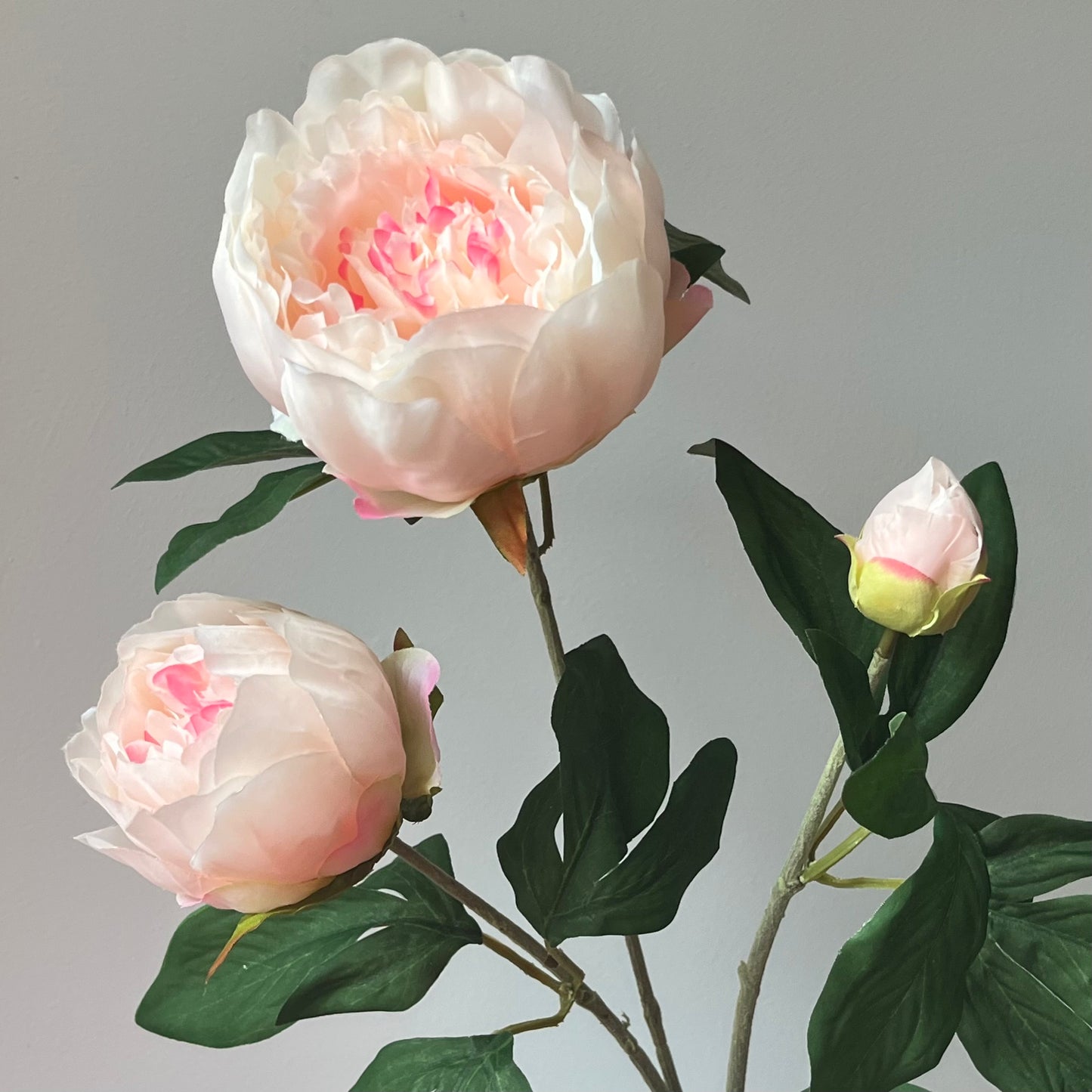 Pioenroos Chiba Spray - Licht Roze