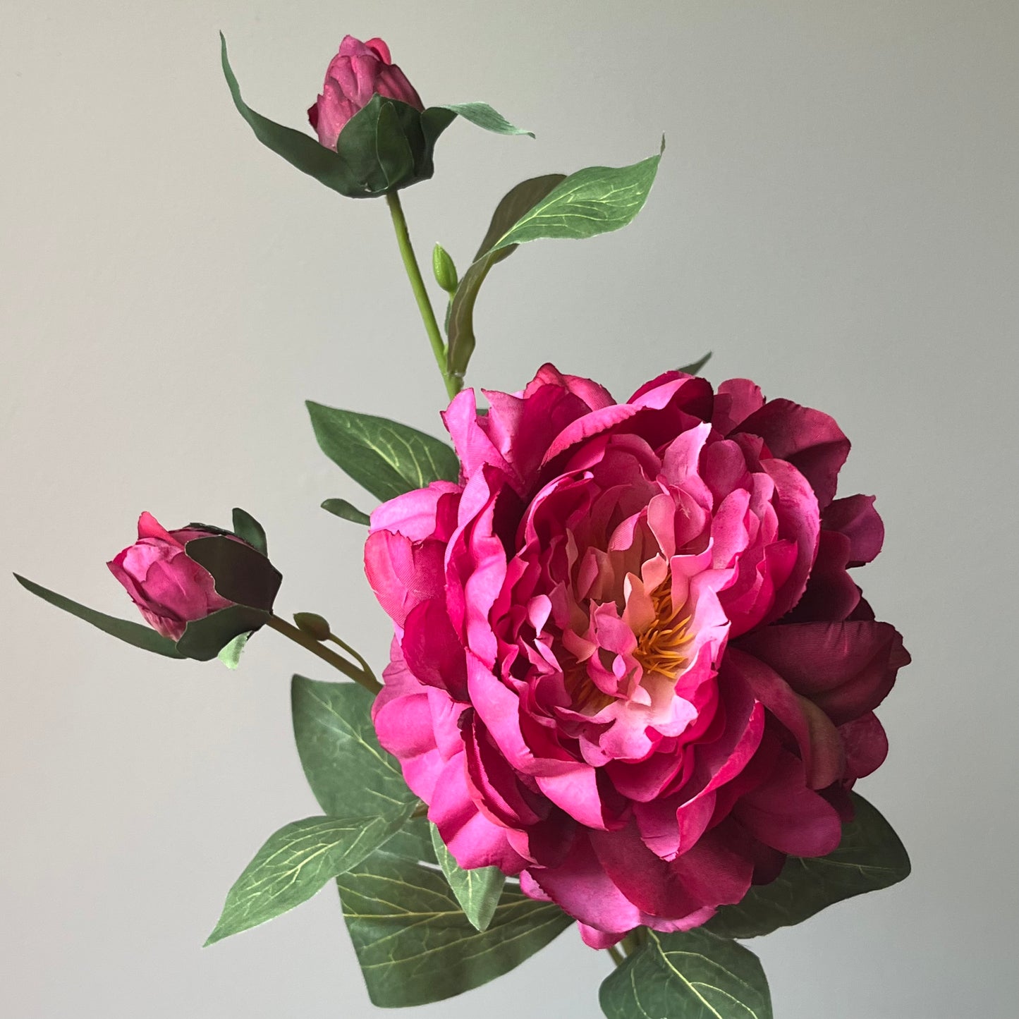 Pioenroos Sango Spray - Fuchsia