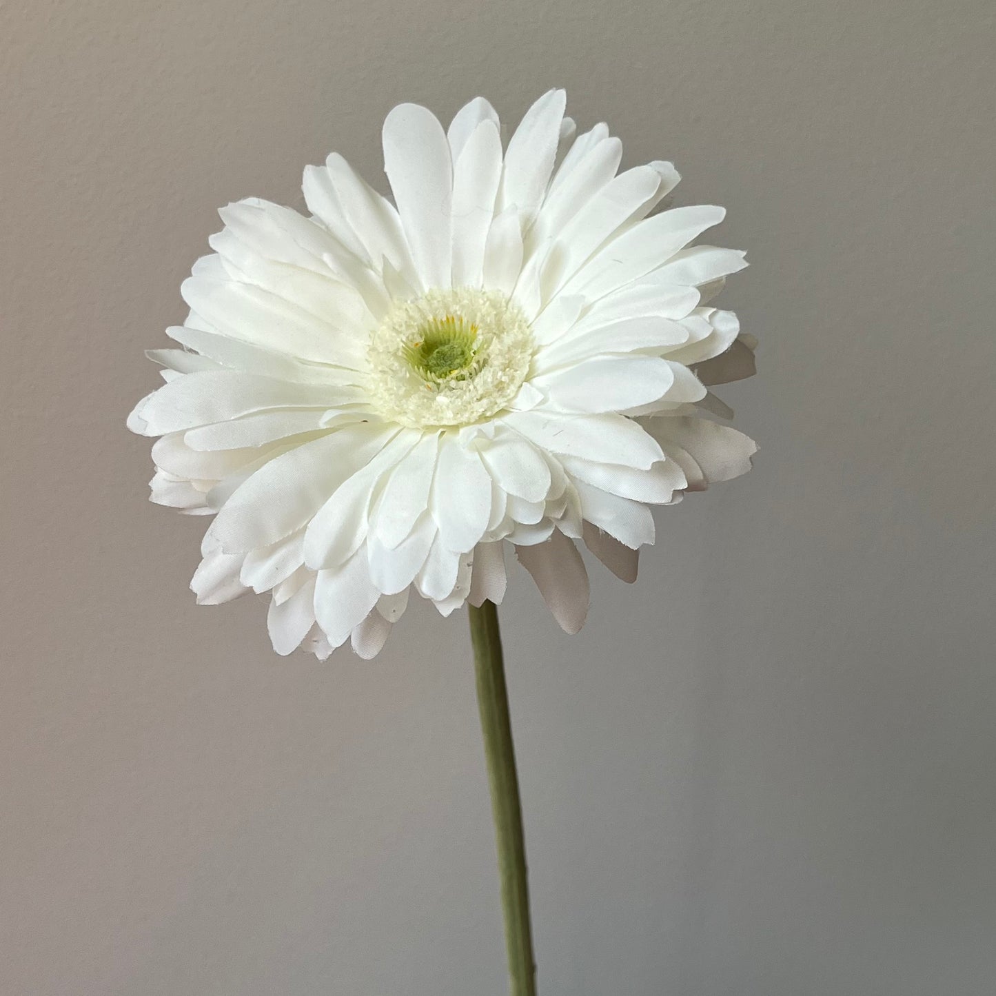 Gerbera - Wit