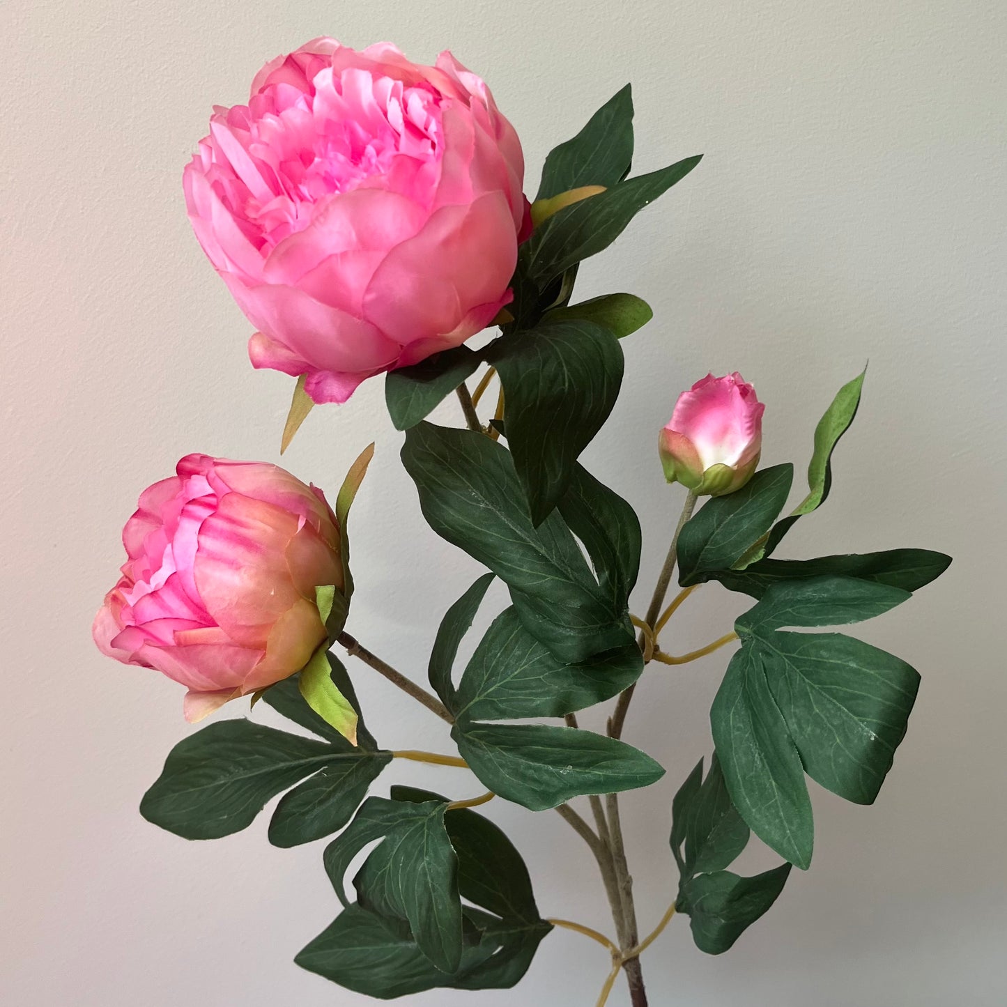 Pioenroos Chiba Spray - Roze