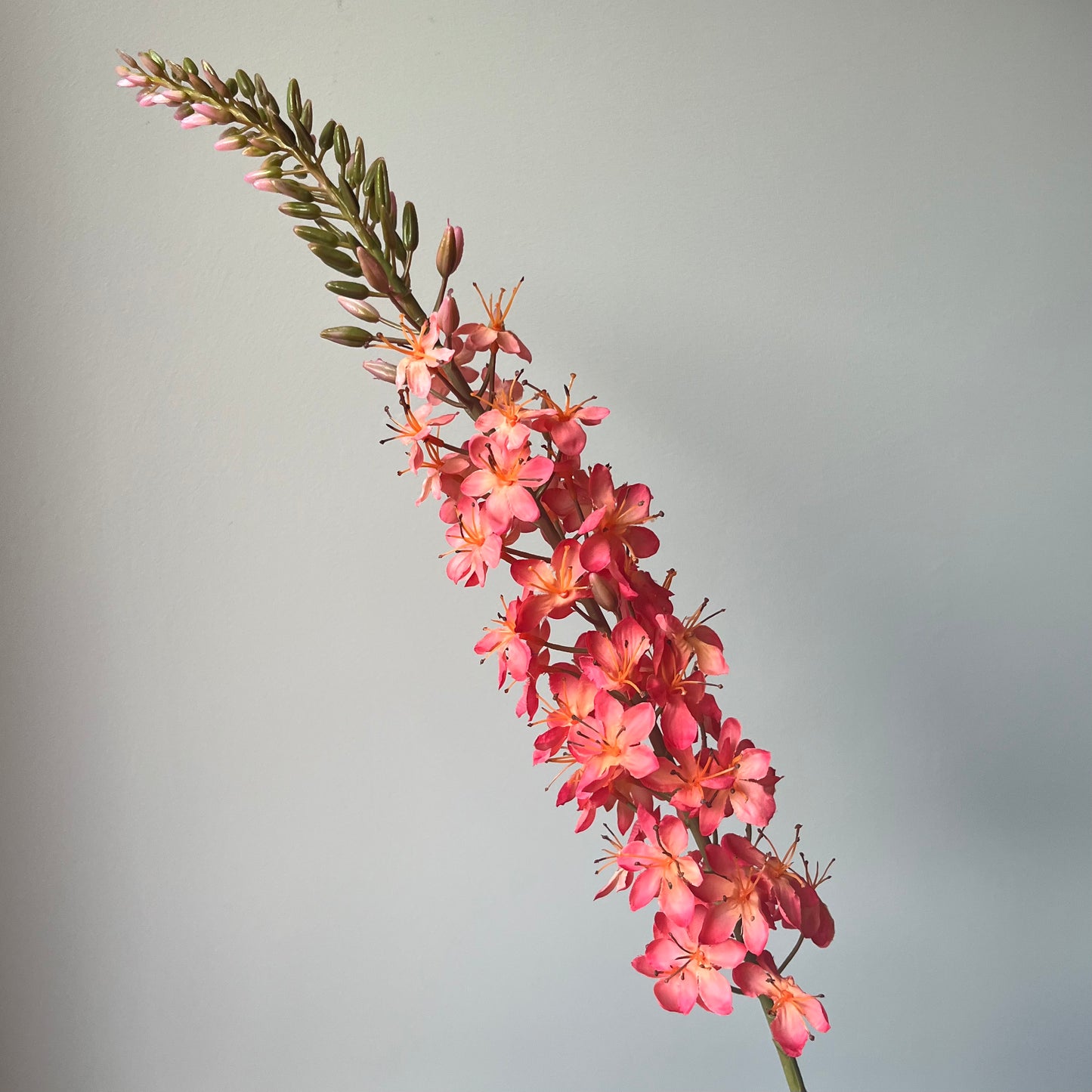 Eremurus (Naald van Cleopatra) - Peach