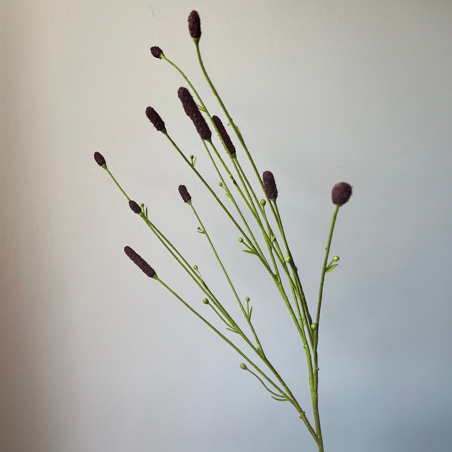 Pimpernel Tak - Bruin