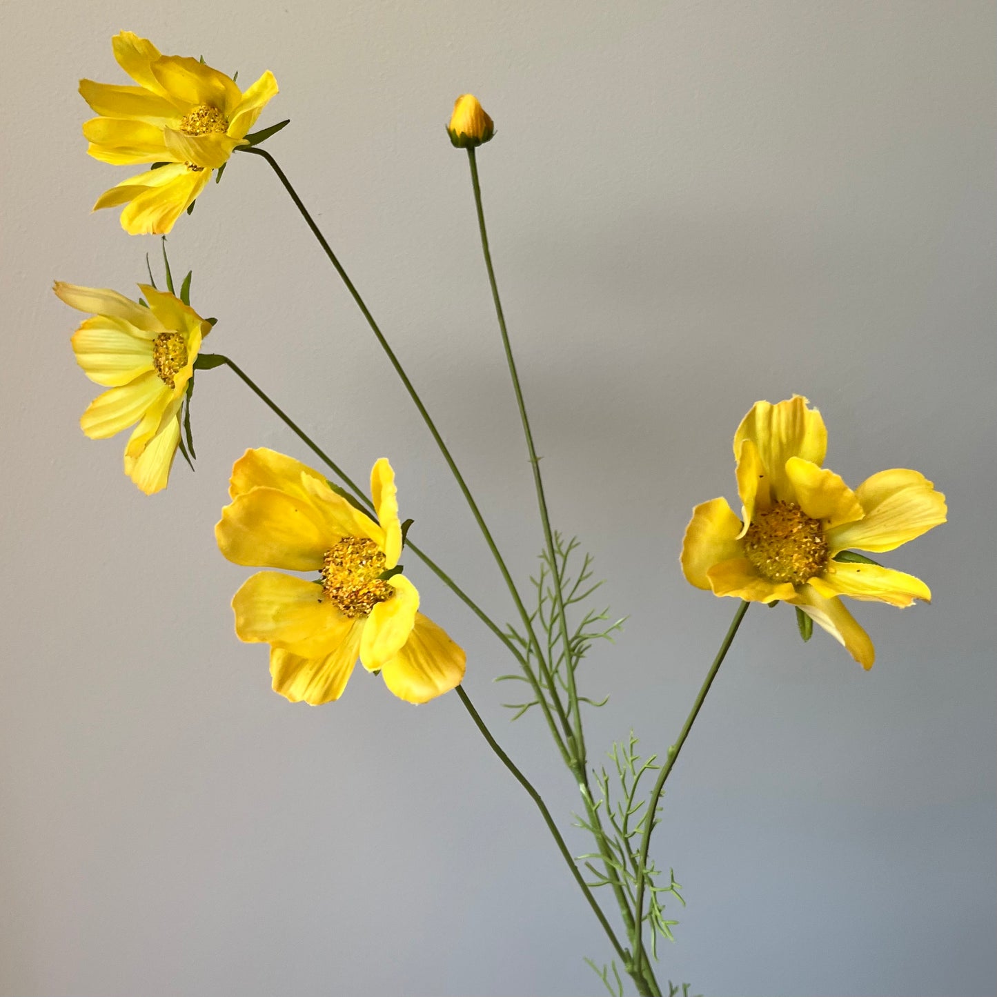 Cosmos (Cosmea) - Geel