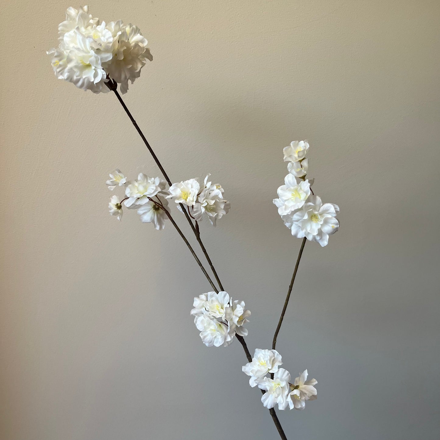 Bloesem Prunus - Wit
