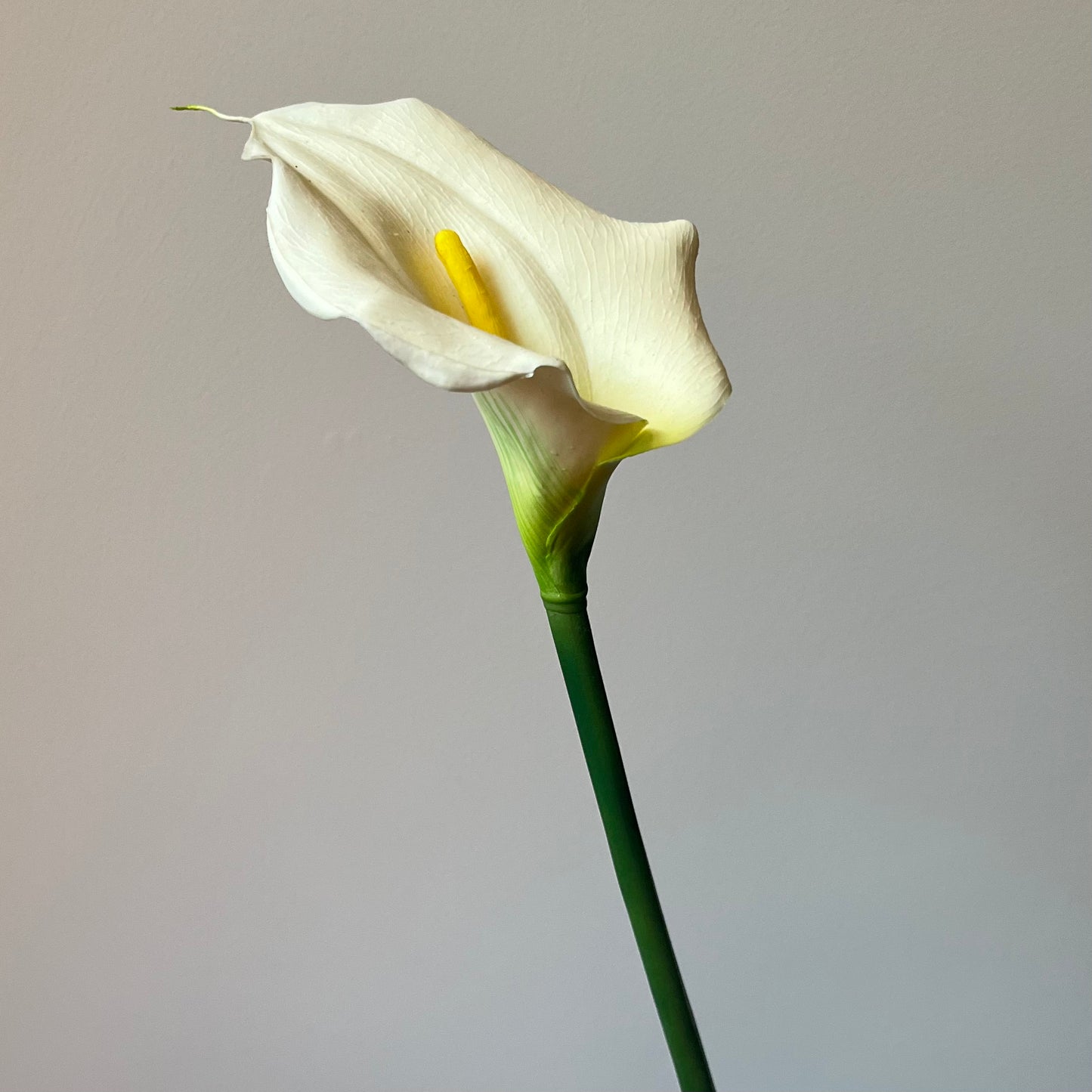 Calla Lily (Aronskelk) Groot - Wit