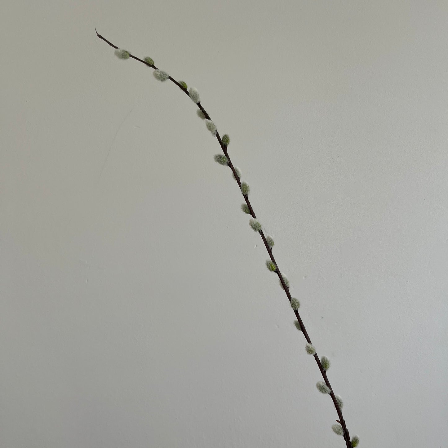 Wilgen Tak (Katjes) - Grijs