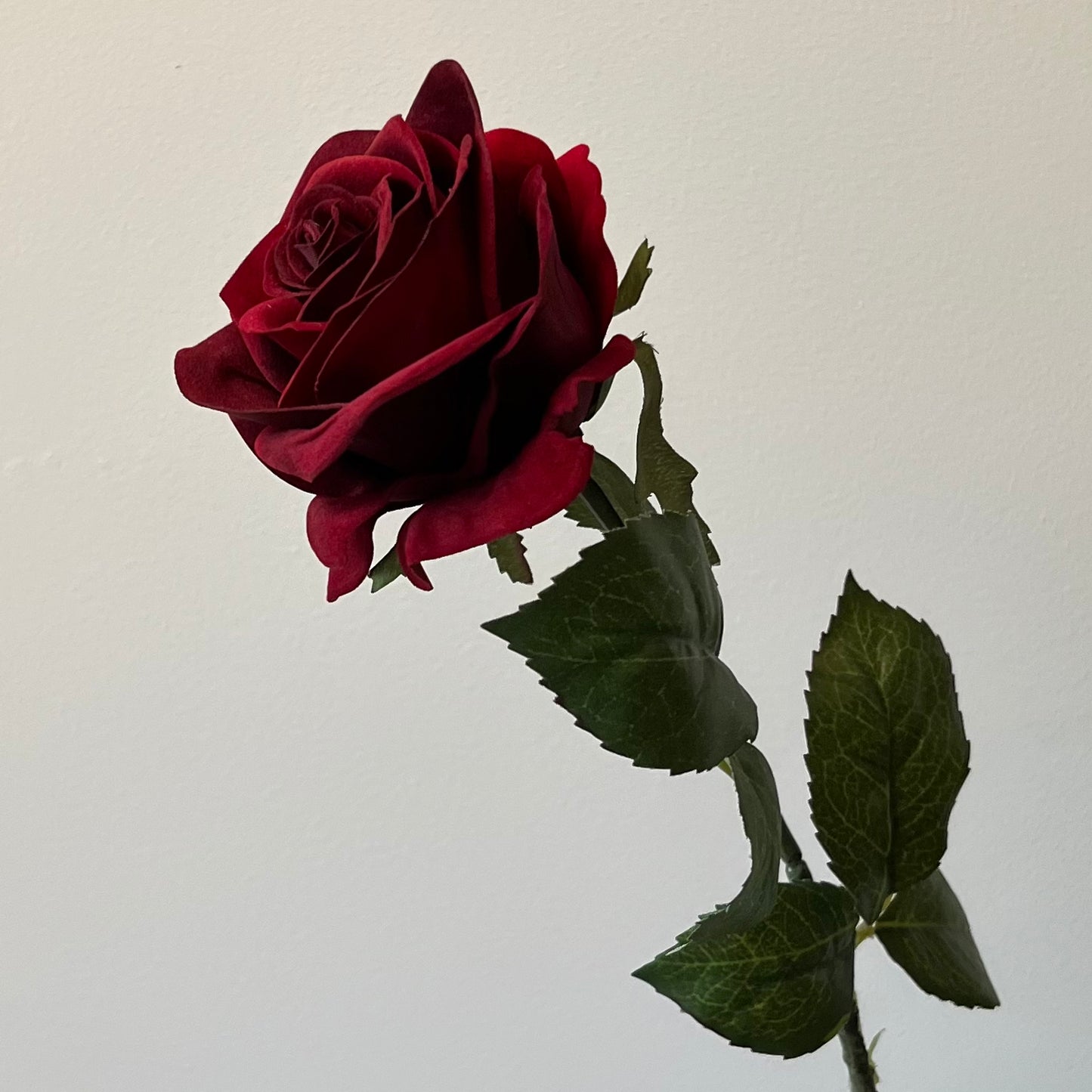 Roos - Donkerrood (Burgundy)