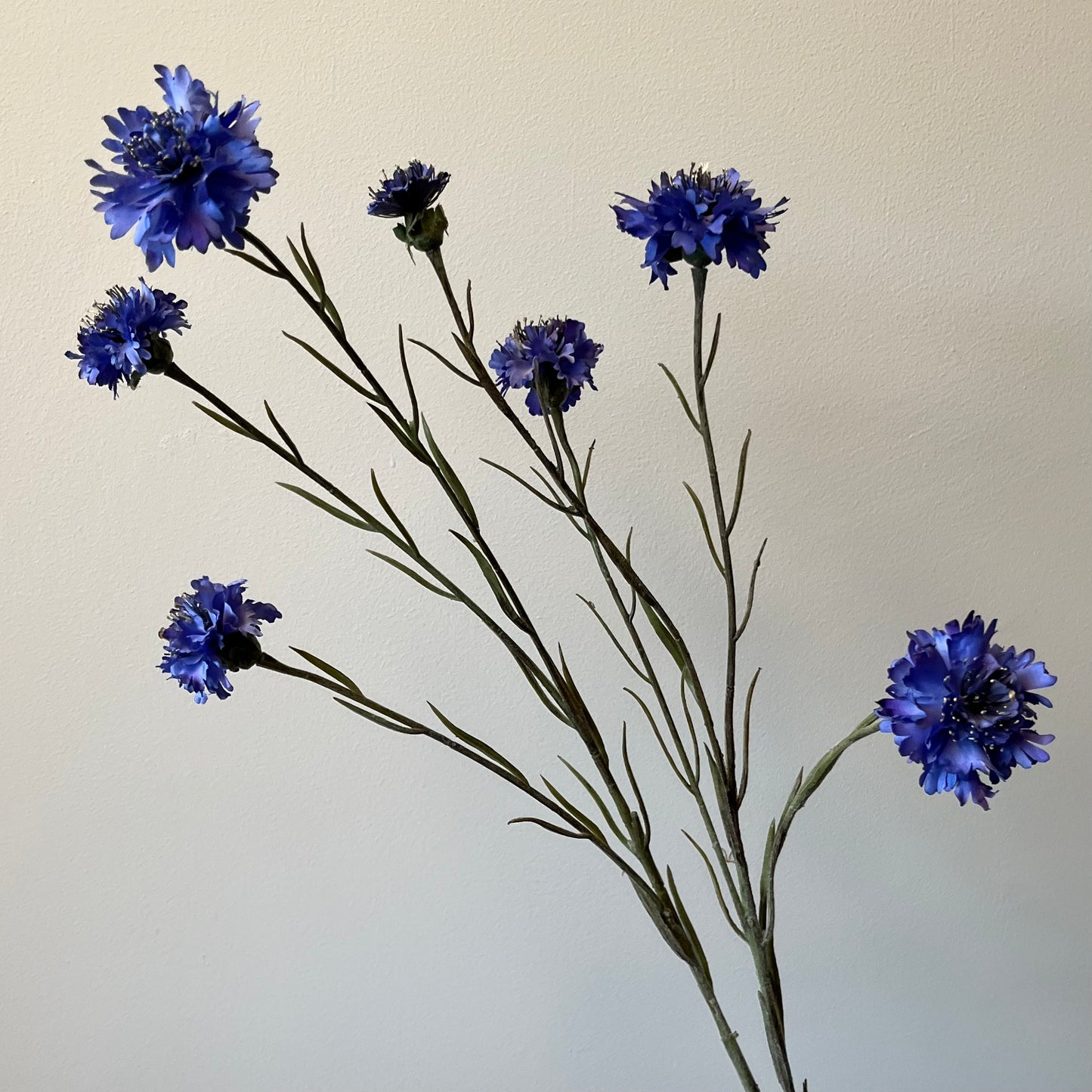 Korenbloem Spray - Blauw