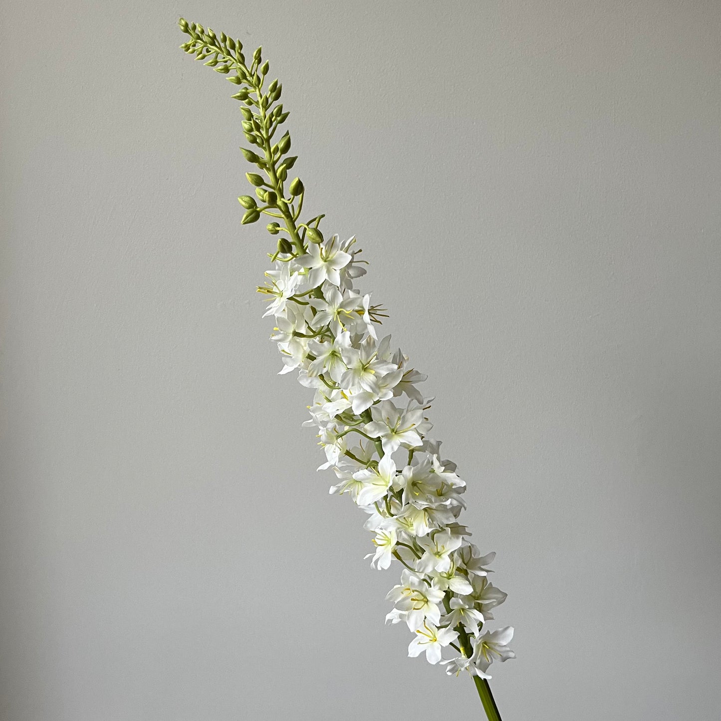Eremurus (Naald van Cleopatra) - Wit