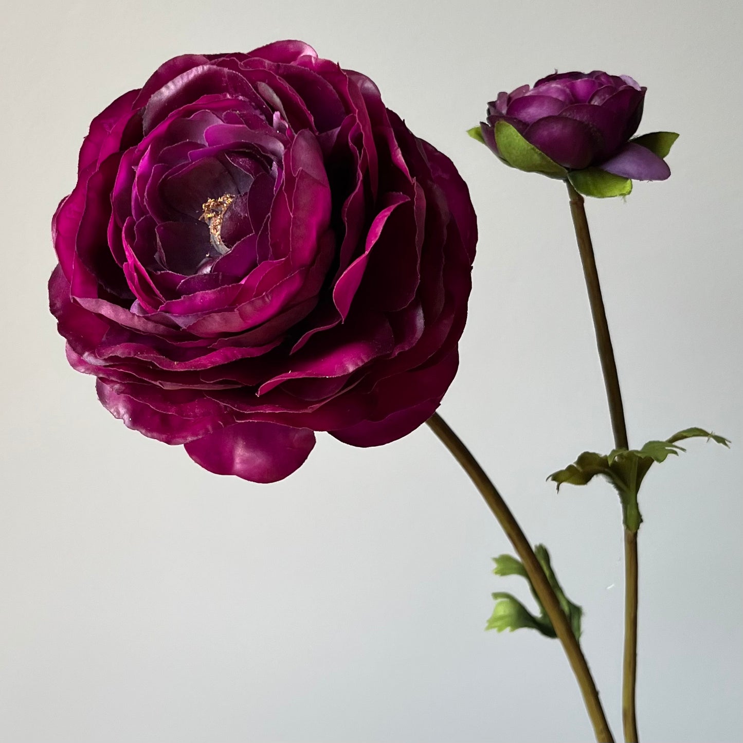 Ranonkel Groot - Paars