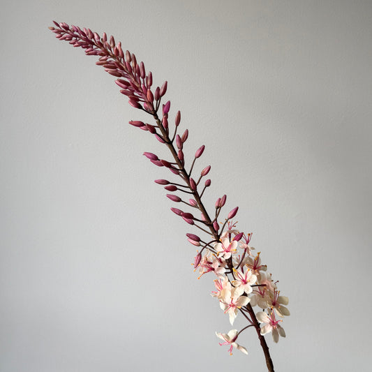 Eremurus (Naald van Cleopatra) - Mauve/Crème