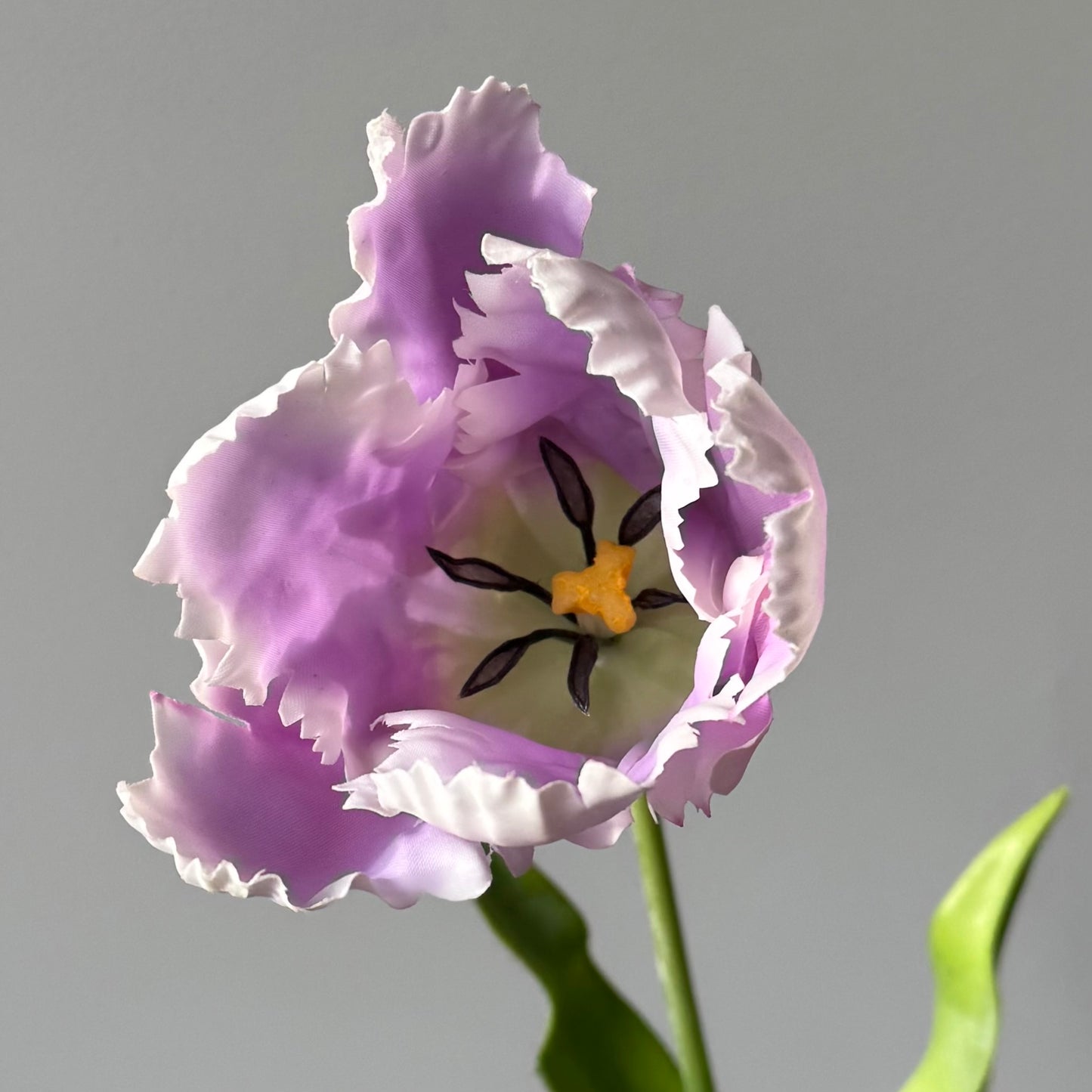 Tulp Papagaai - Lila/wit