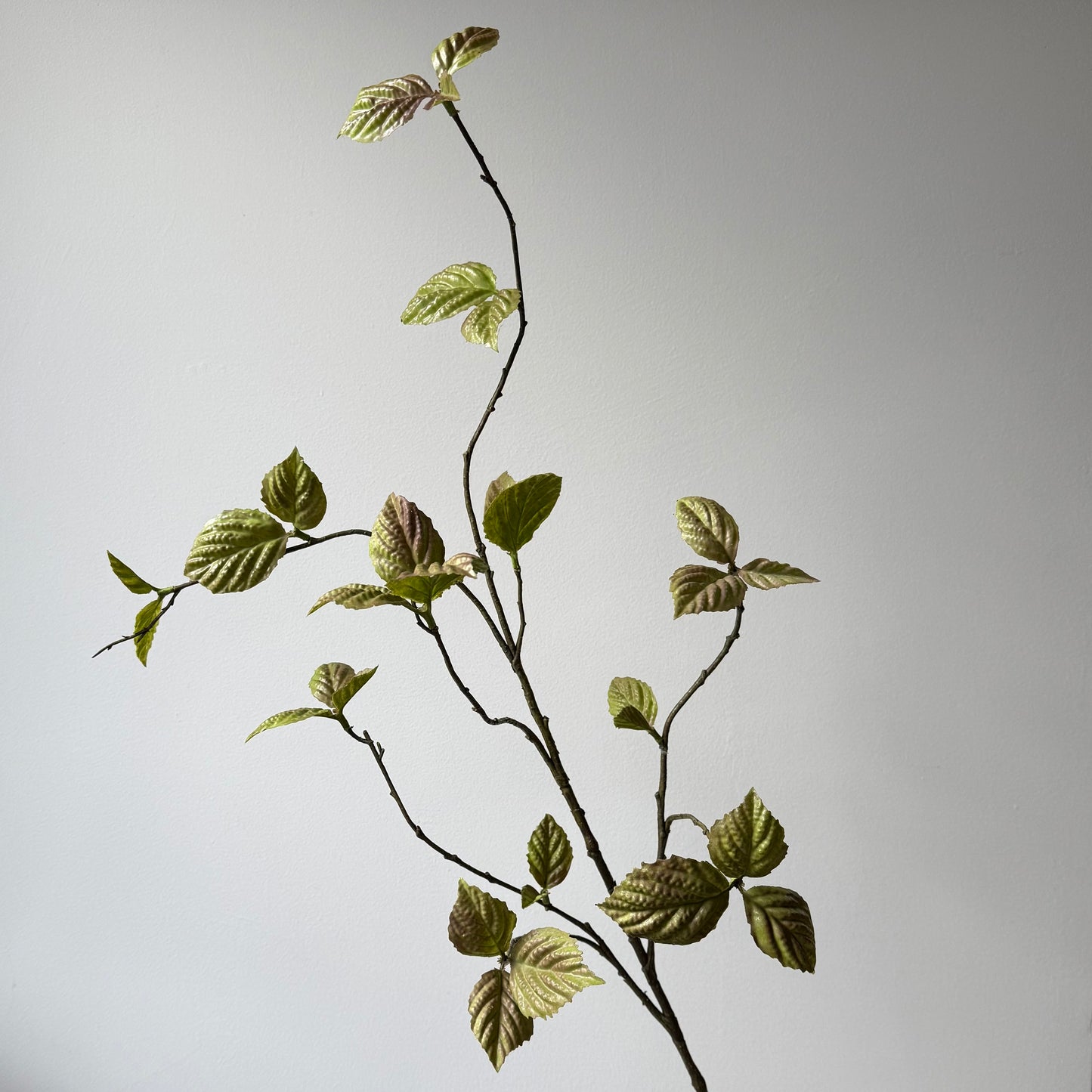 Bladtak Corylus (Hazelaar) - Groen