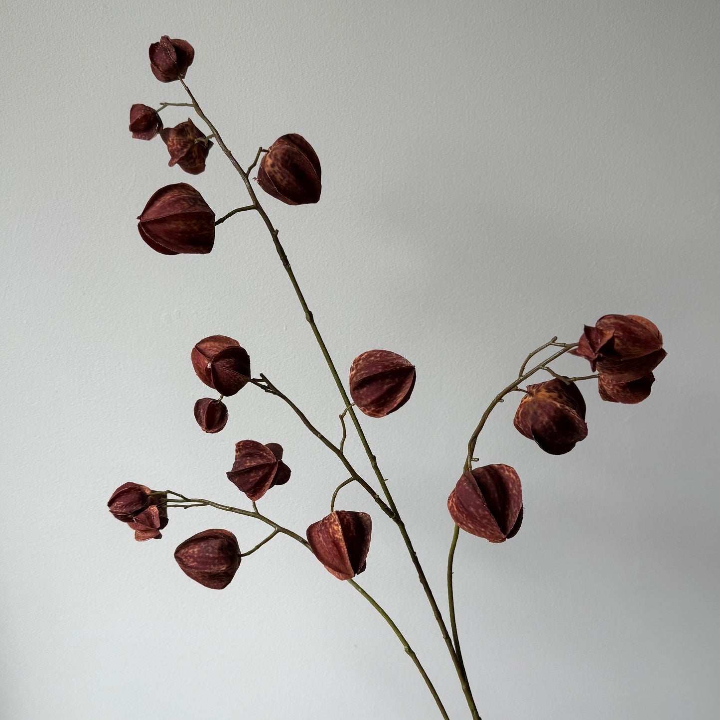 Physalis (Lampionnetje) Spray - Bruin