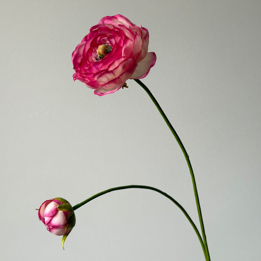 Ranonkel Tak - Wit/Fuchsia