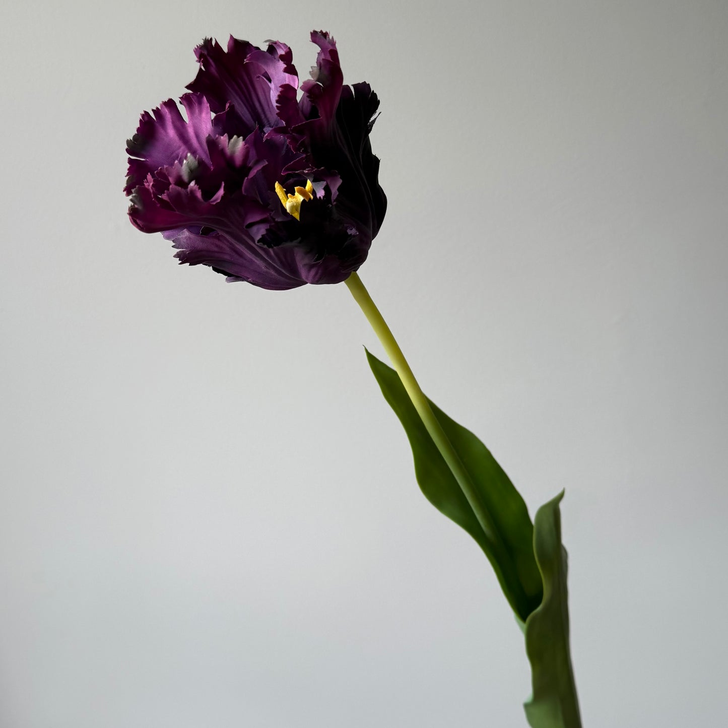 Tulp Kartel - Donkerpaars