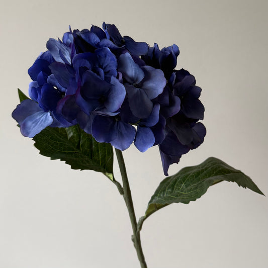 Hydrangea (Hortensia) - Donkerblauw
