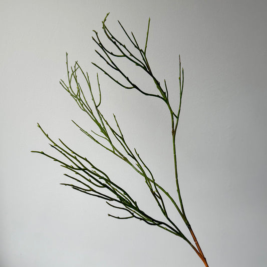 Wilde blauwe bosbes Tak - Groen