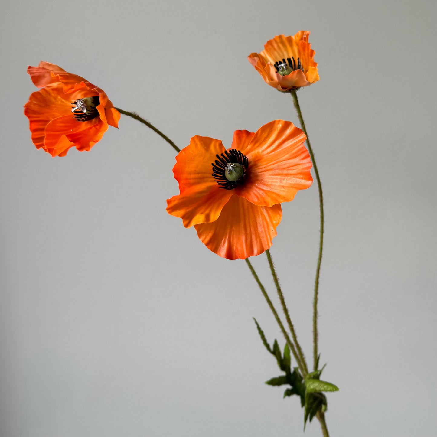 Poppy (Klaproos) - Oranje