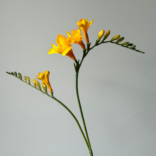 Freesia - Geel