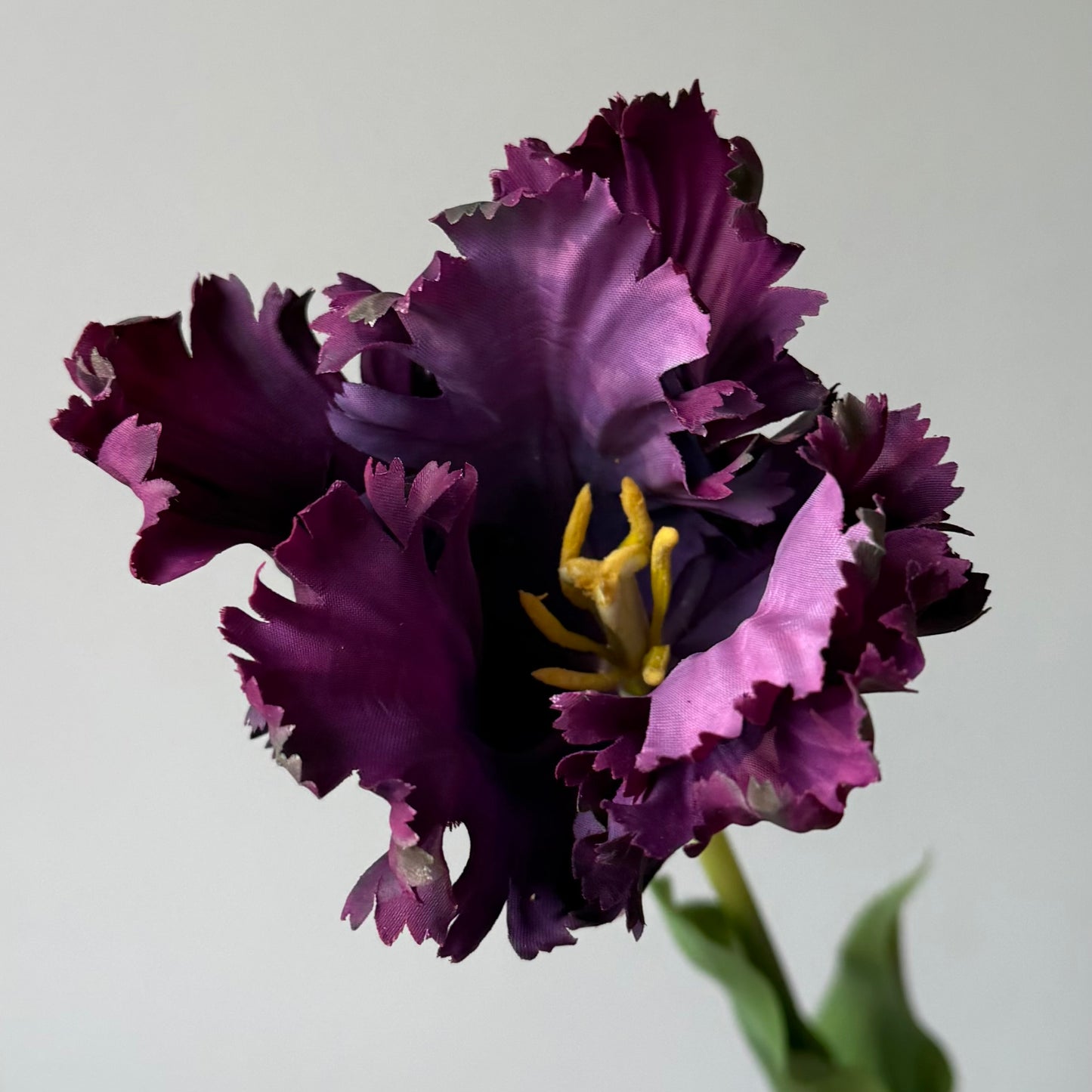 Tulp Kartel - Donkerpaars