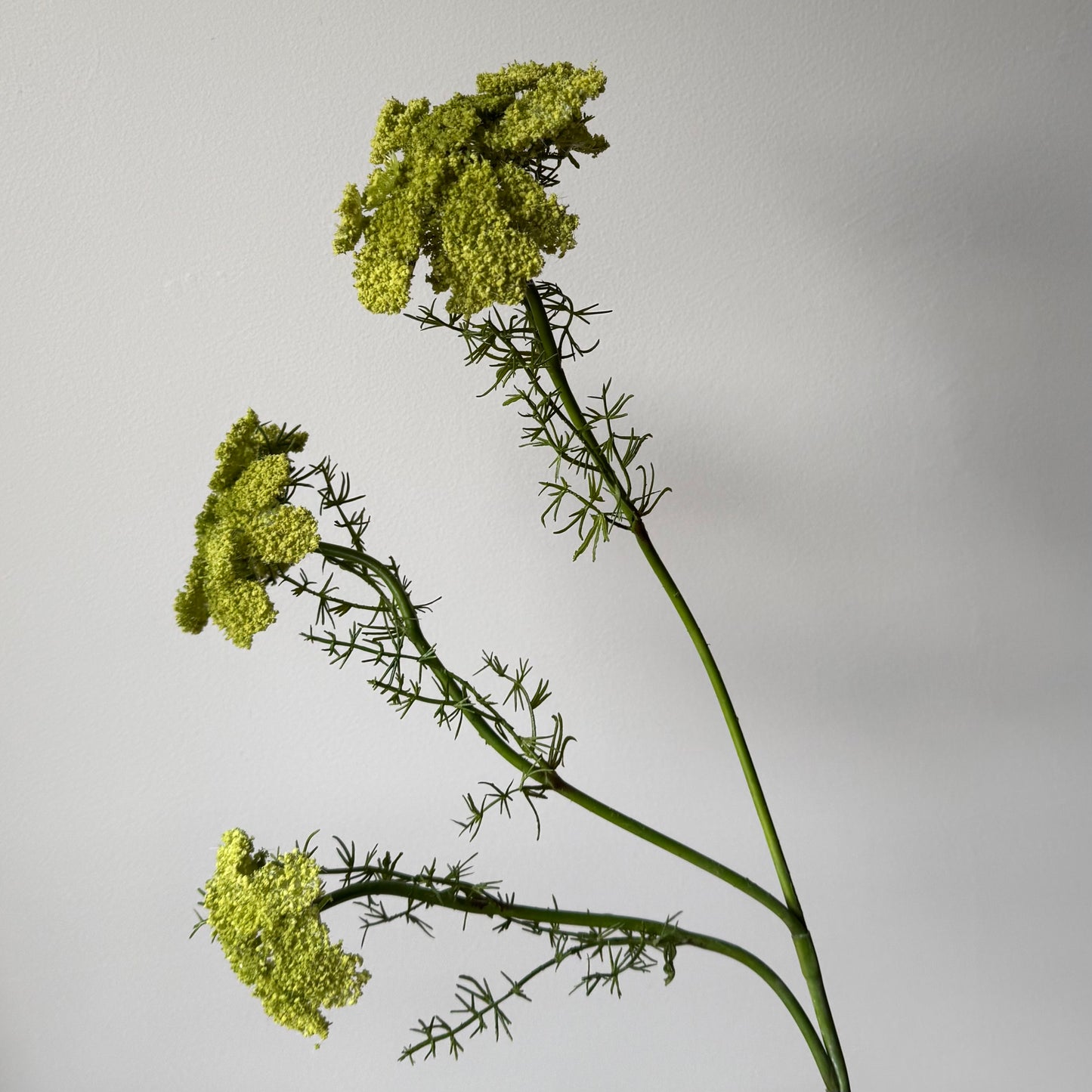 Dille Spray (3-tak) - Groen