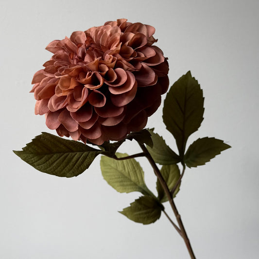 Dahlia - Bruin