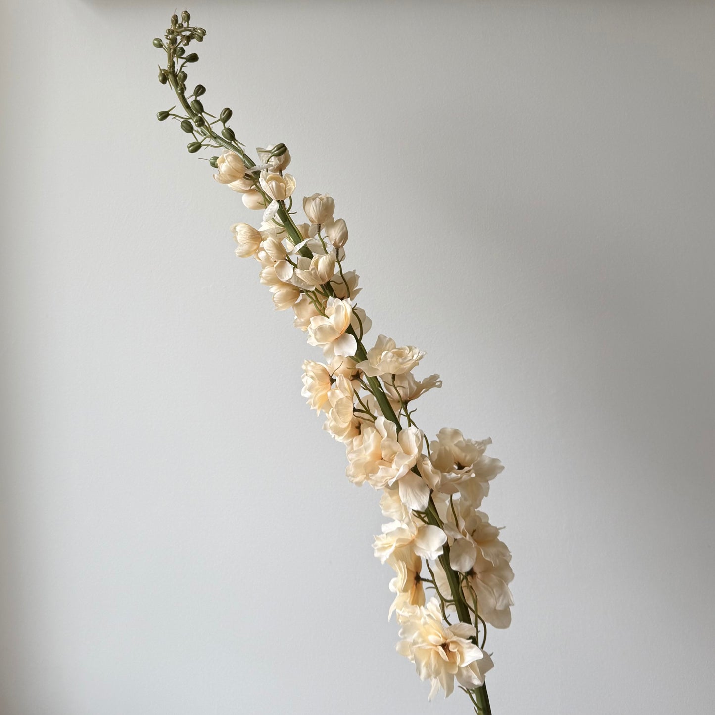 Delphinium XL (Ridderspoor) - Crème