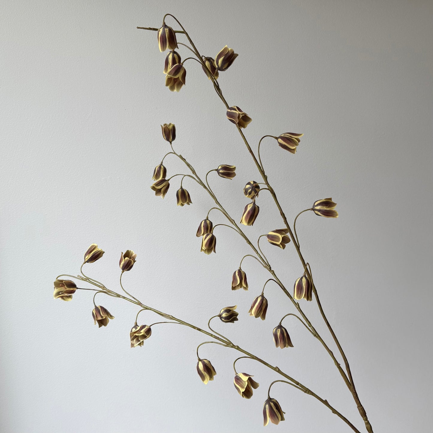 Fritillaria / Wilde Kievitsbloem (3-tak) - Bruin/groen