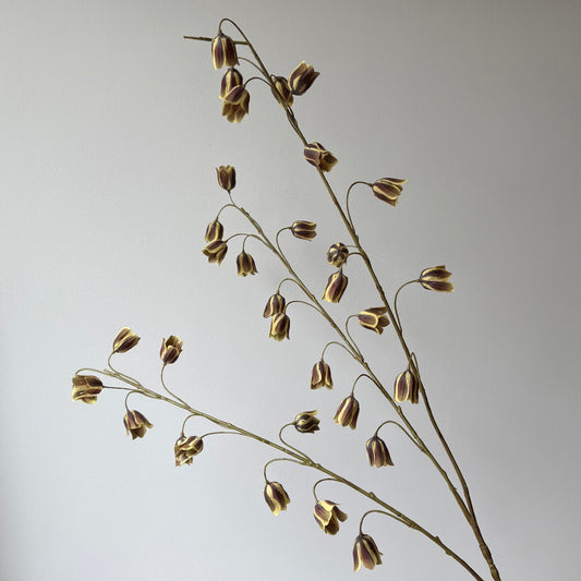 Fritillaria / Wilde Kievitsbloem (3-tak) - Bruin/groen
