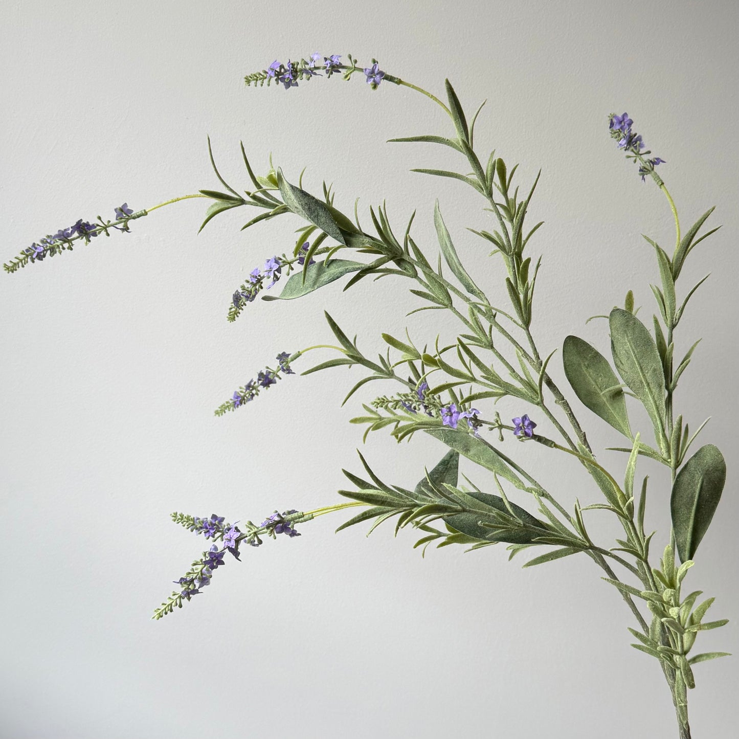 Lavendel takkenbos - Paars