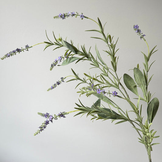 Lavendel takkenbos - Paars