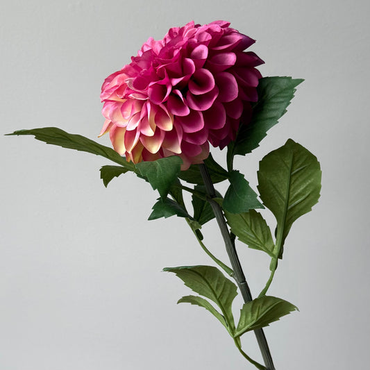 Dahlia pompon - zalm/fuchsia