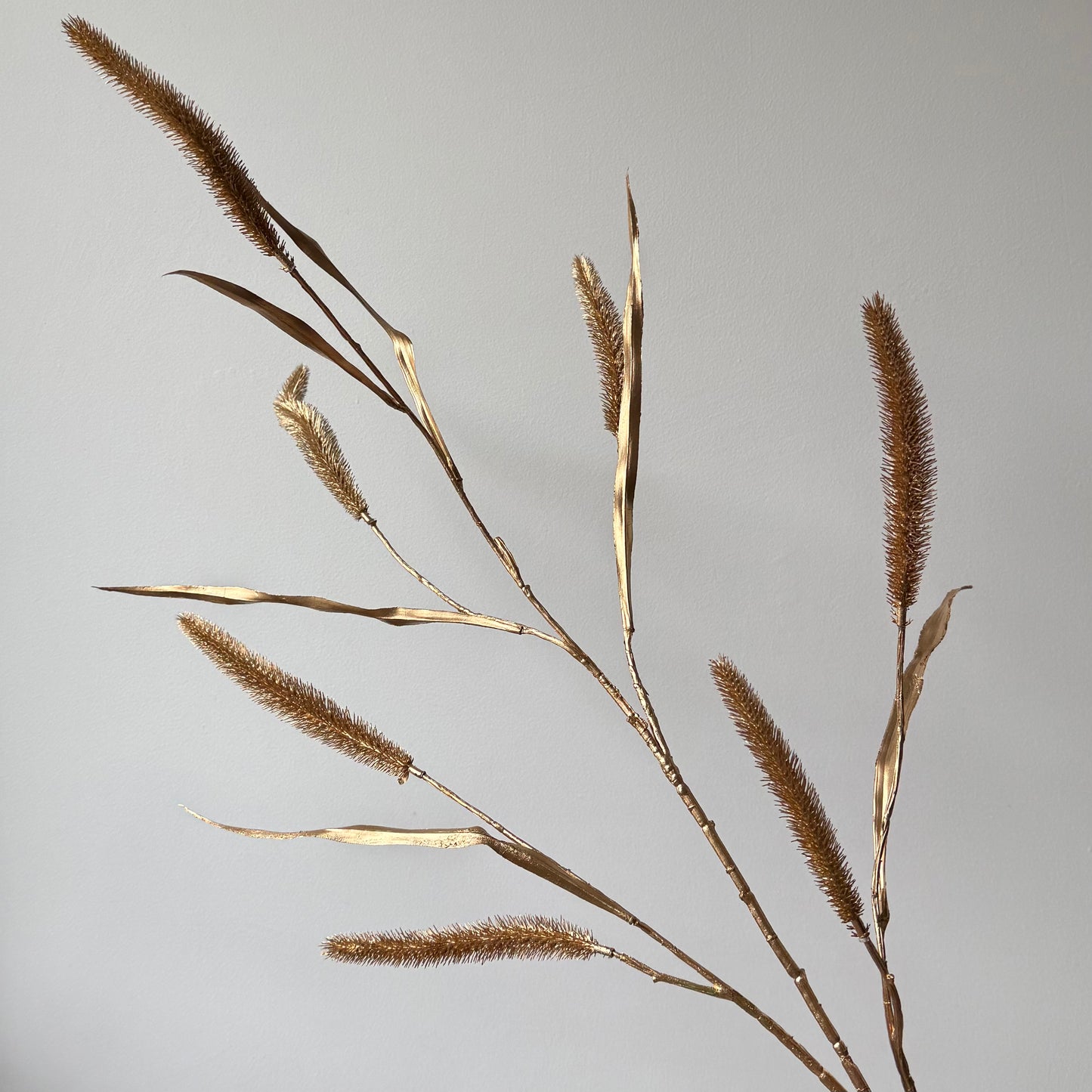 Pennisetum gras Spray - Goud
