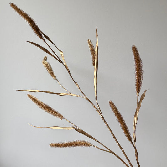 Pennisetum gras Spray - Goud