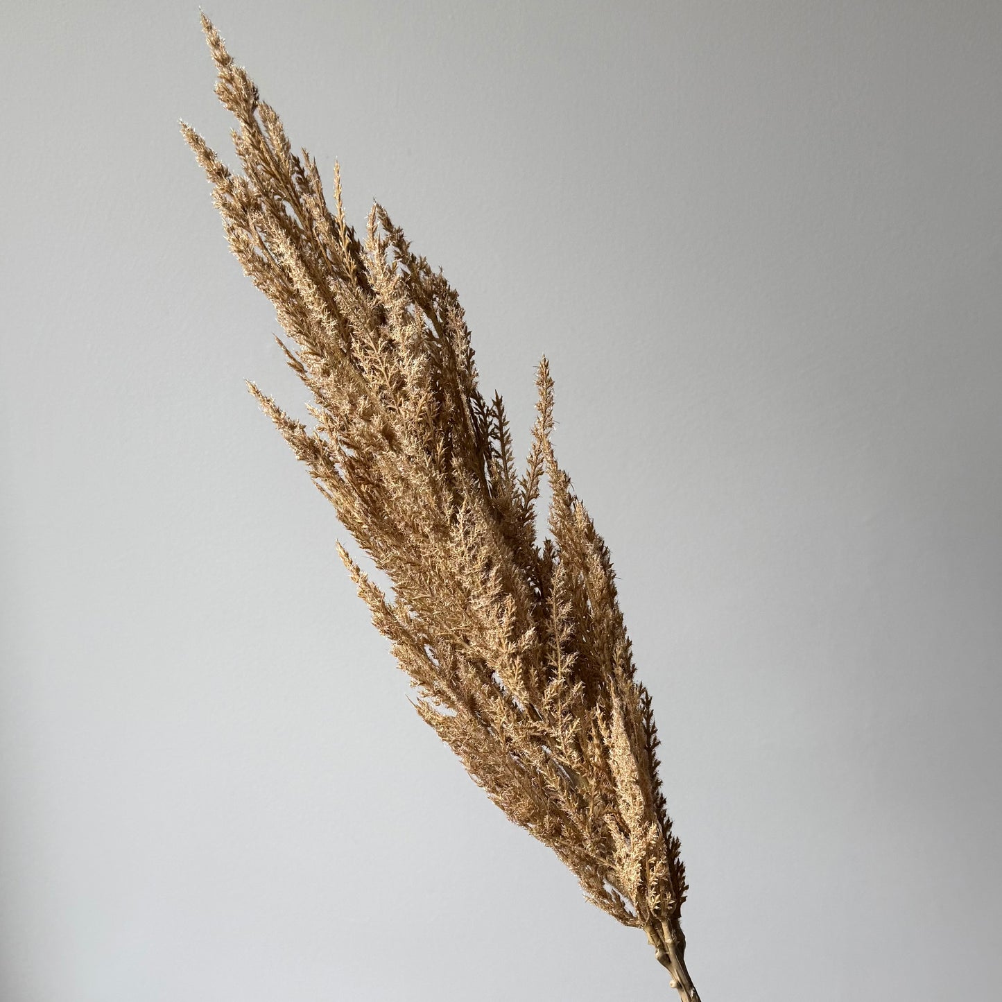Pampas gras kort - Beige/bruin