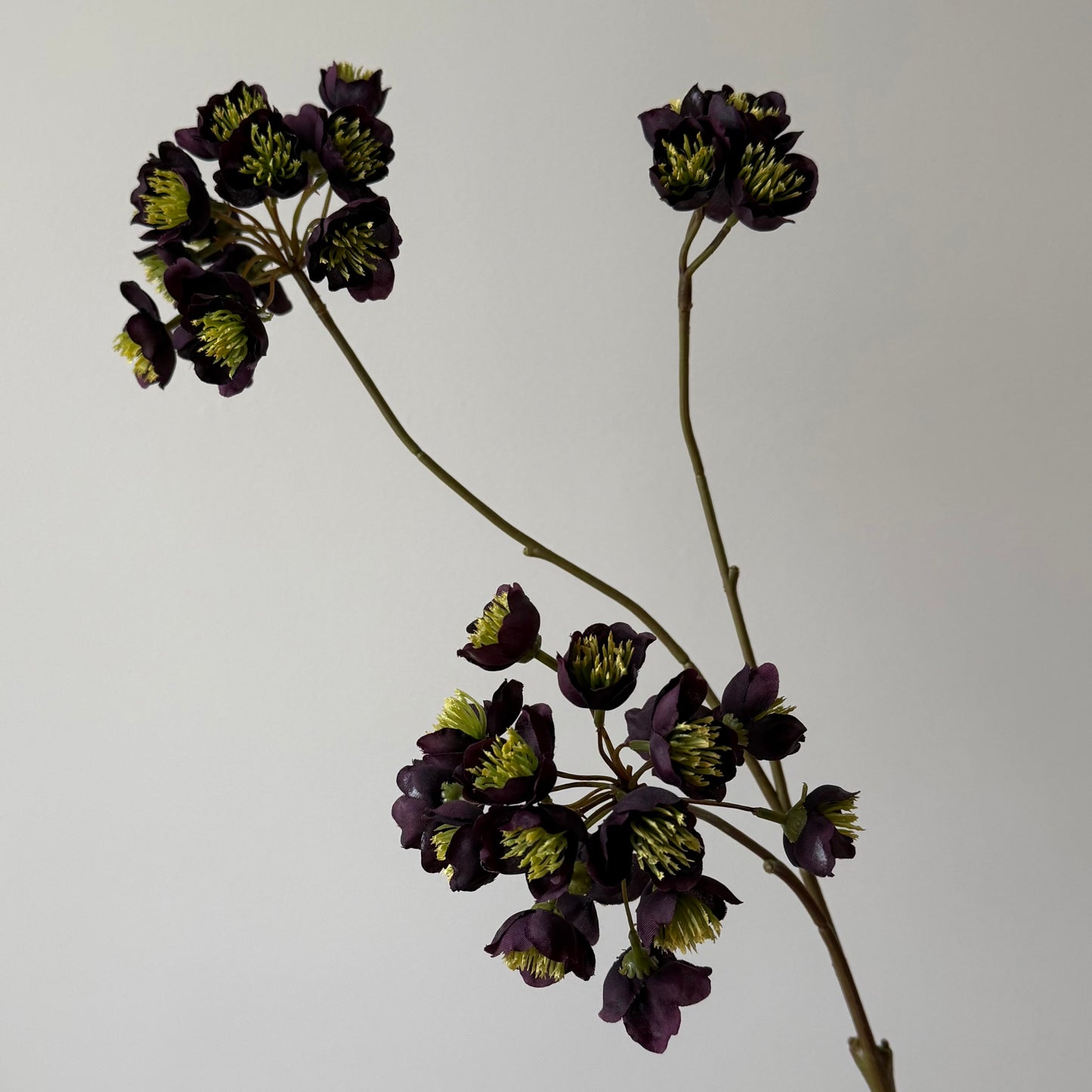 Helleborus (Kerstroos) tak - Paars