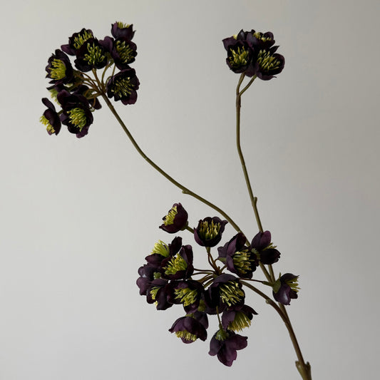Helleborus (Kerstroos) tak - Paars