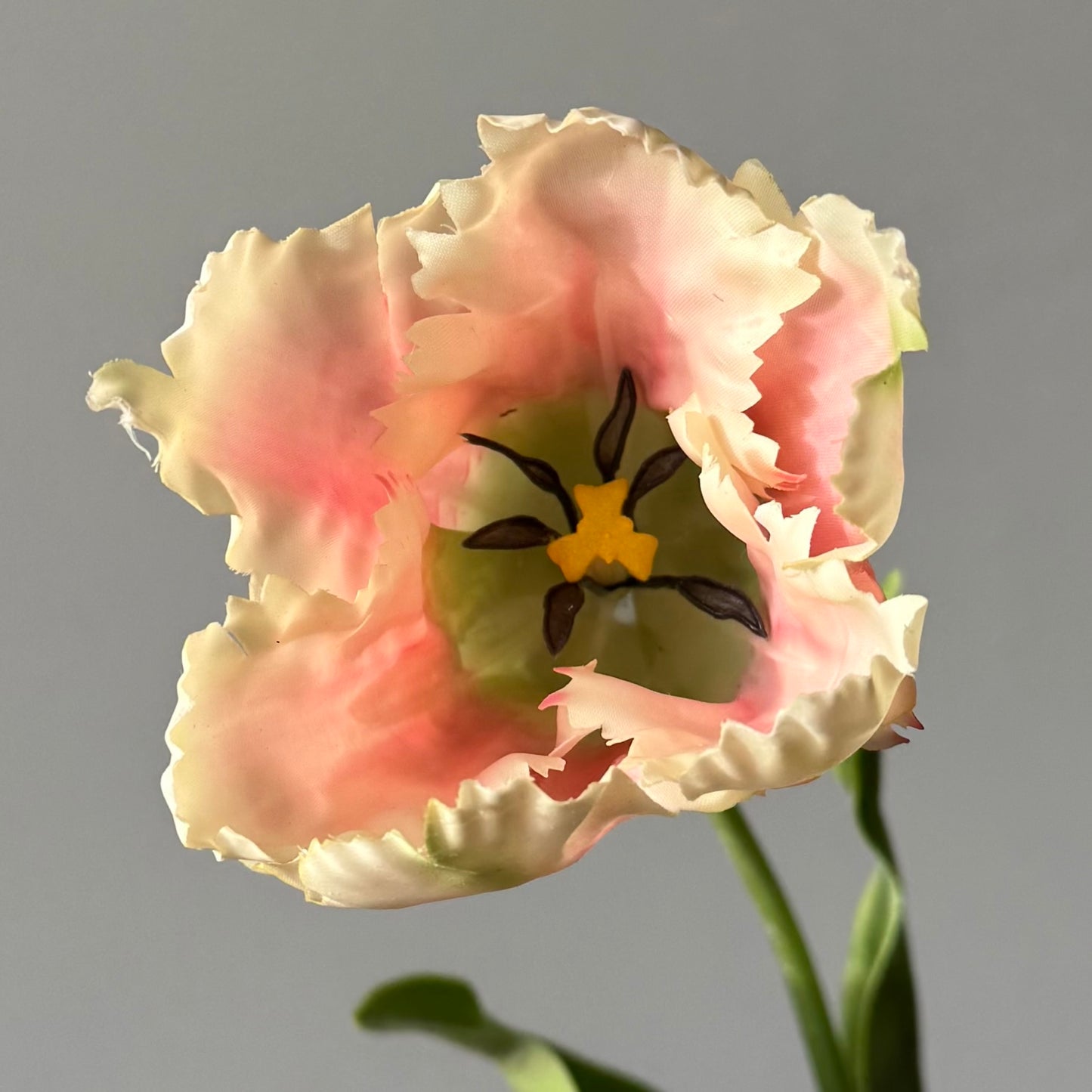 Tulp Papagaai - Crème/Roze