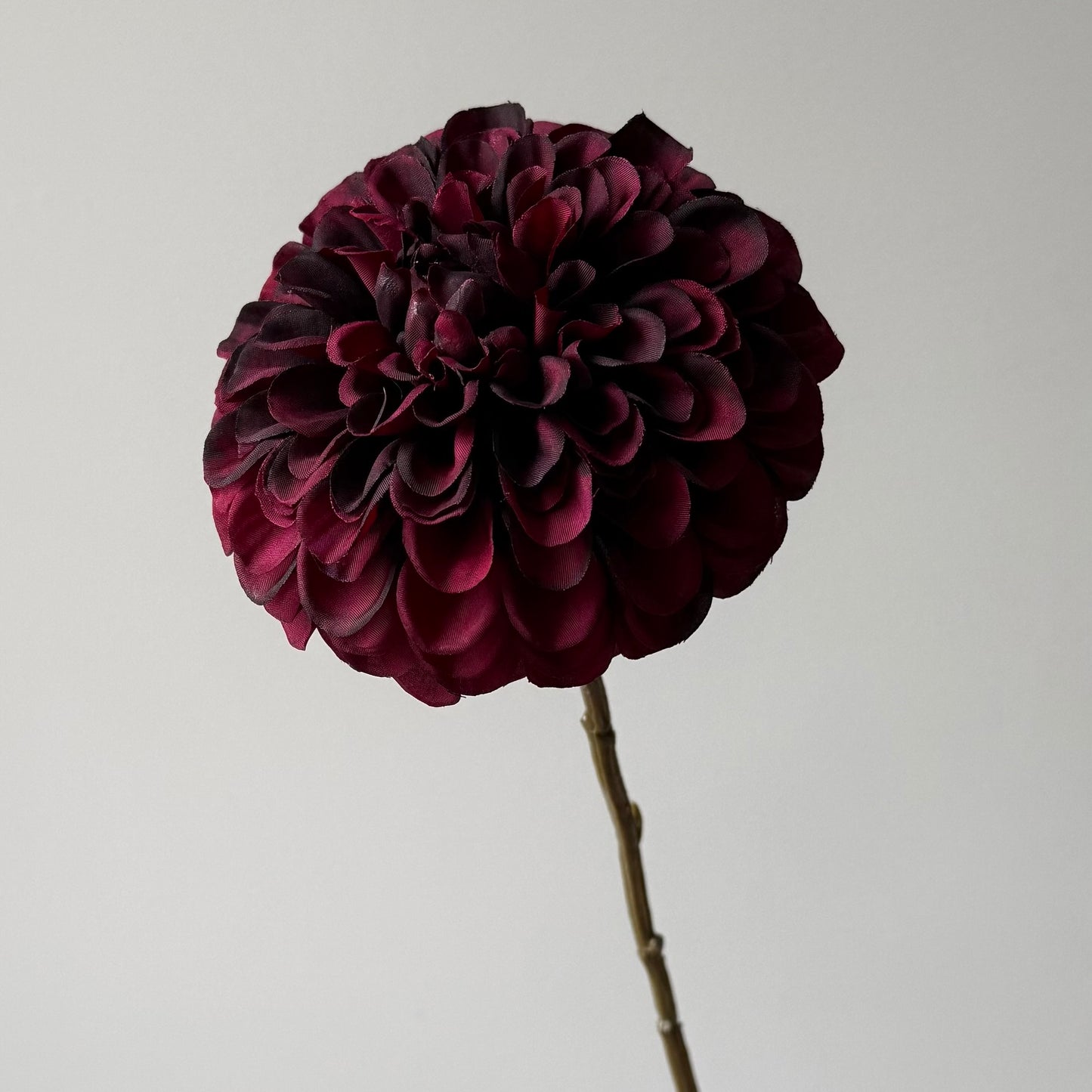 Dahlia - Bordeaux