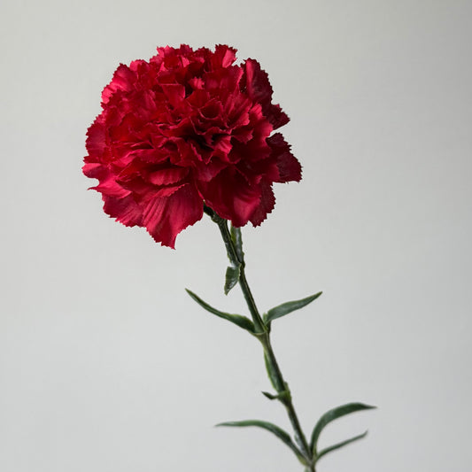 Dianthus (Anjer) - Rood