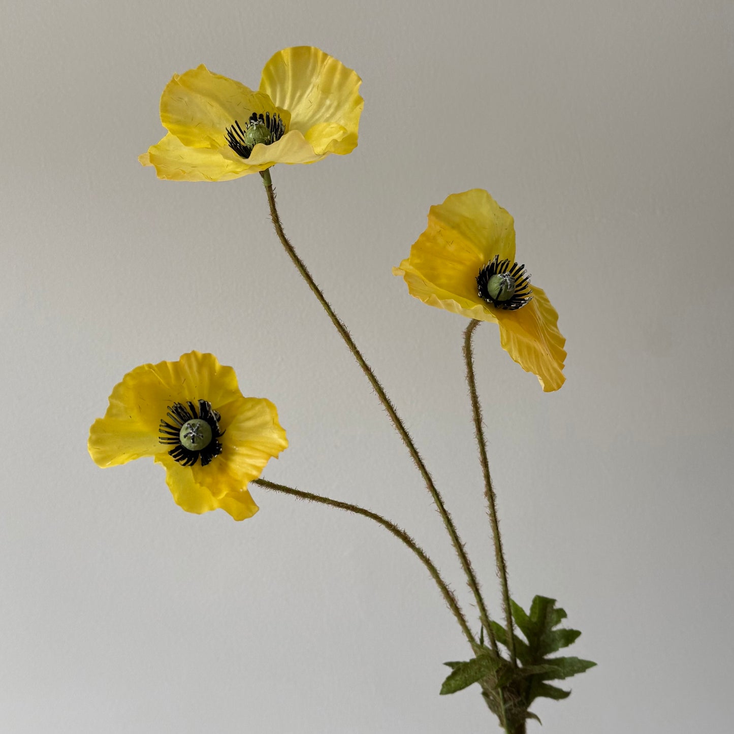 Poppy (Klaproos) - Geel