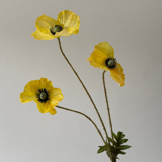Poppy (Klaproos) - Geel