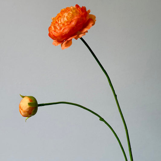 Ranonkel Tak - Oranje