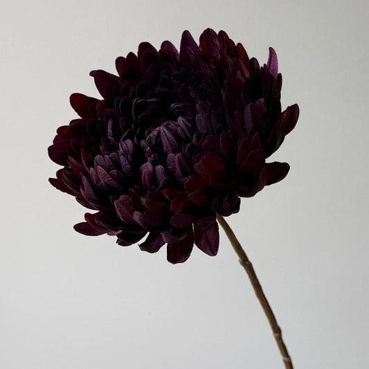 Chrysant - Bordeaux
