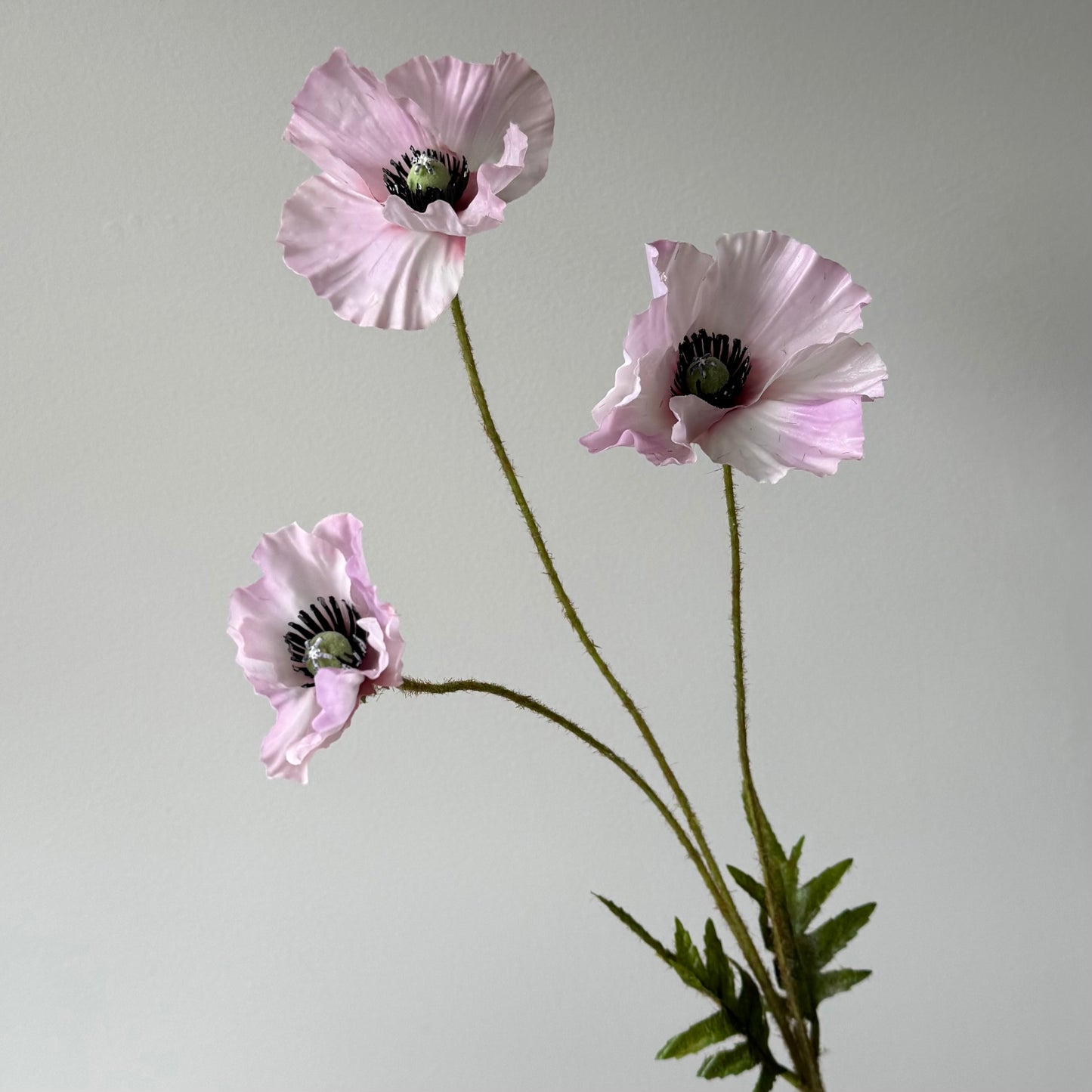 Poppy (Klaproos) - Roze