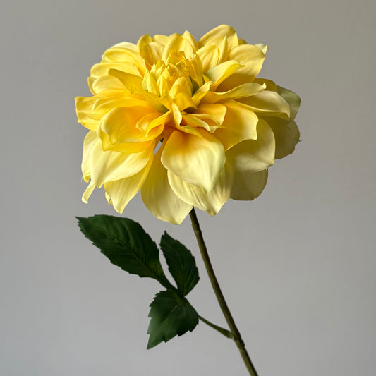 Dahlia - Geel