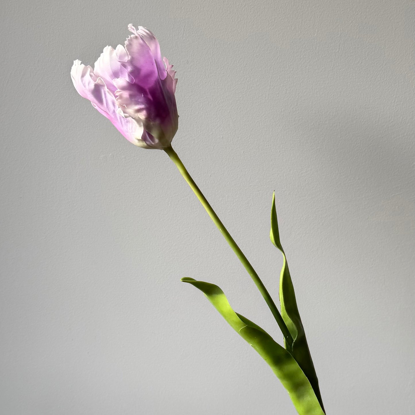 Tulp Papagaai - Lila/wit